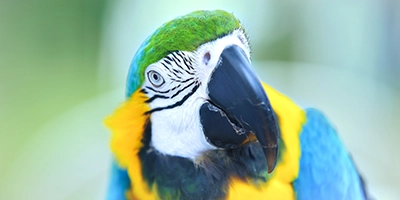 Tierfoto Papageien schaut in die Kamera mit link zu Tier Fotoworkshop